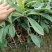 枇杷树苗20~30cm