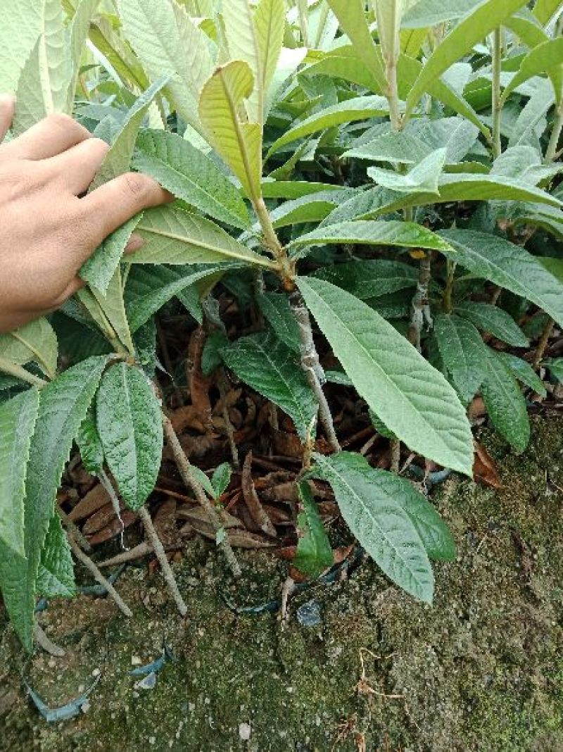 枇杷树苗20~30cm