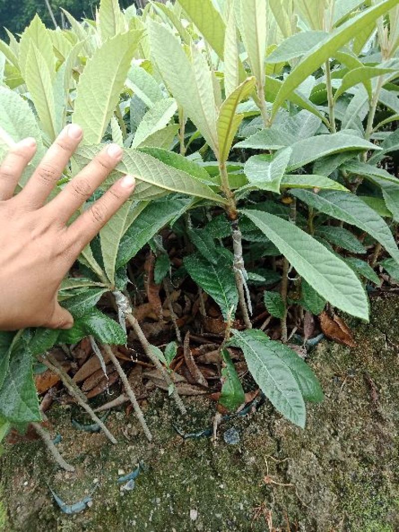 枇杷树苗20~30cm