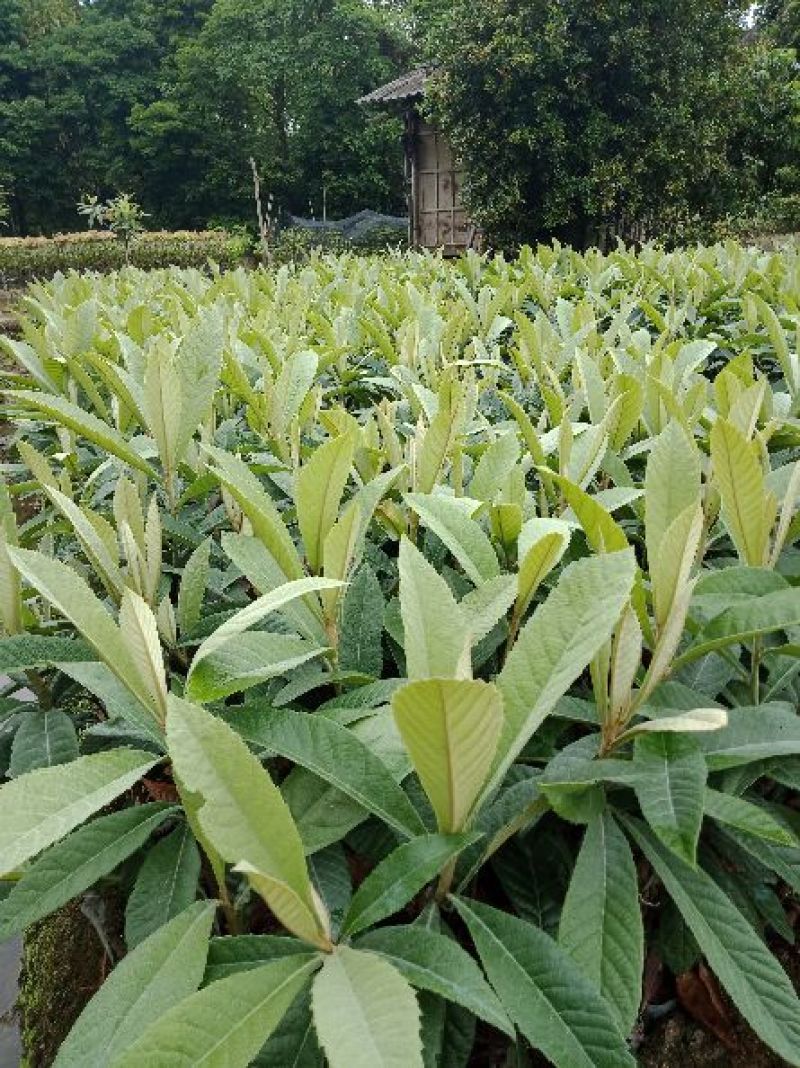 枇杷树苗20~30cm