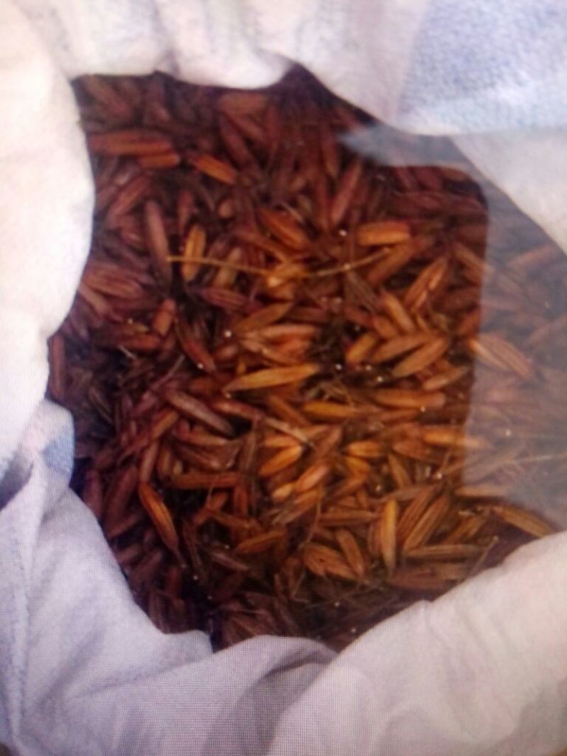 三叉白芨通货干货