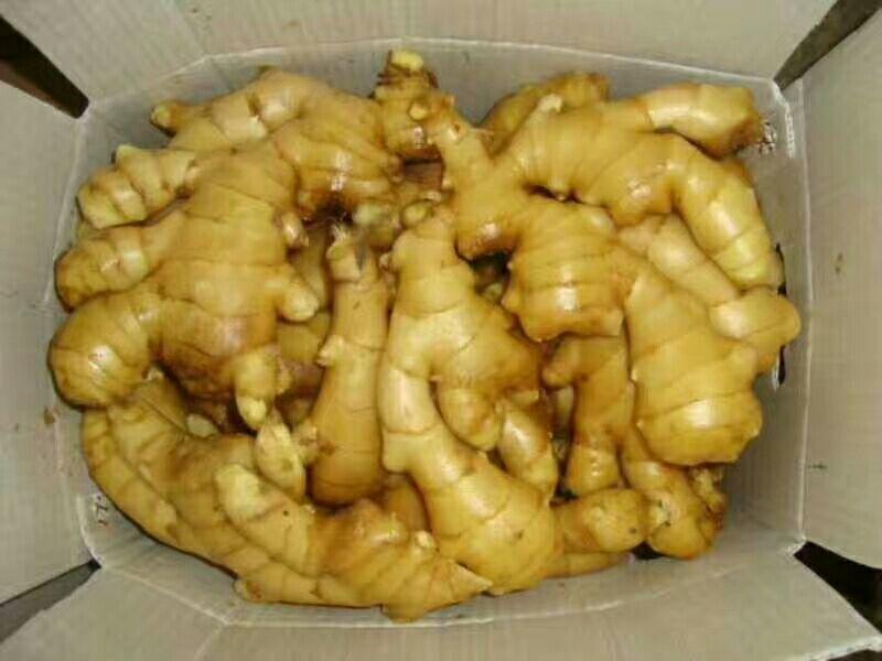 保鲜大黄姜产地大量批发价格便宜全国物流发货