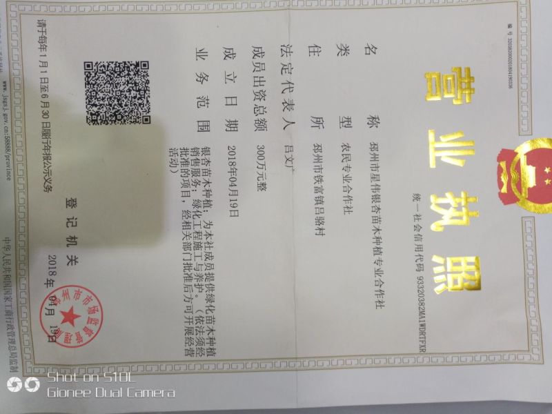 银杏树专业提供银杏树价格低上货快