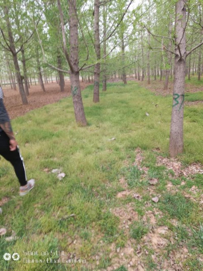 银杏树专业提供银杏树价格低上货快