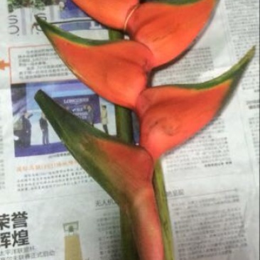 广州岭南花卉批发市场
