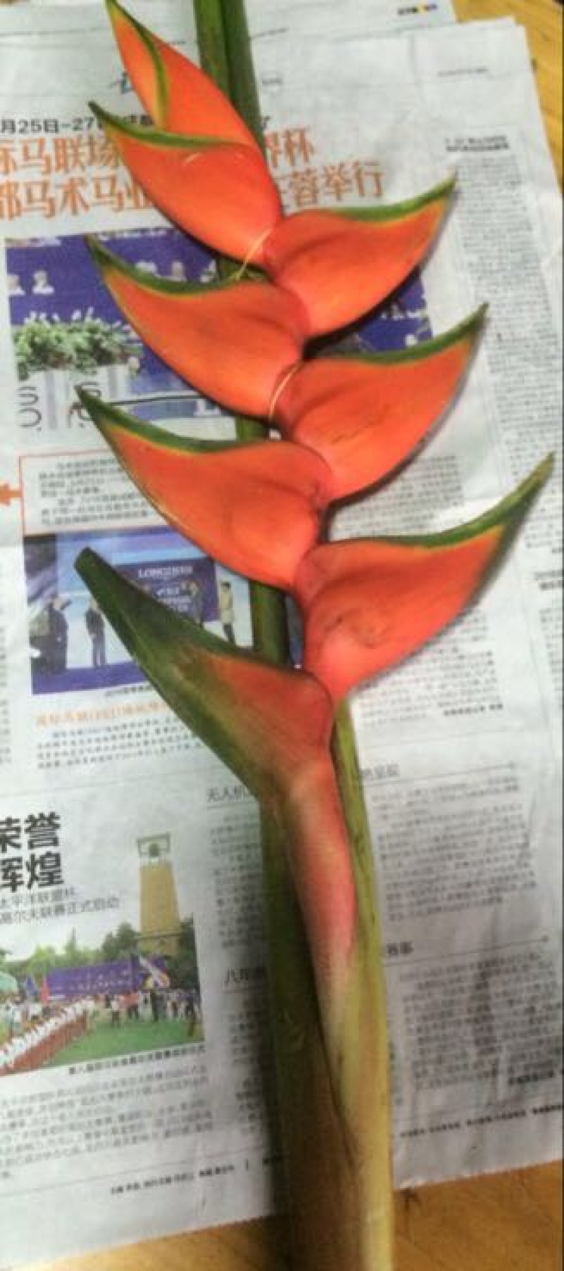 广州岭南花卉批发市场