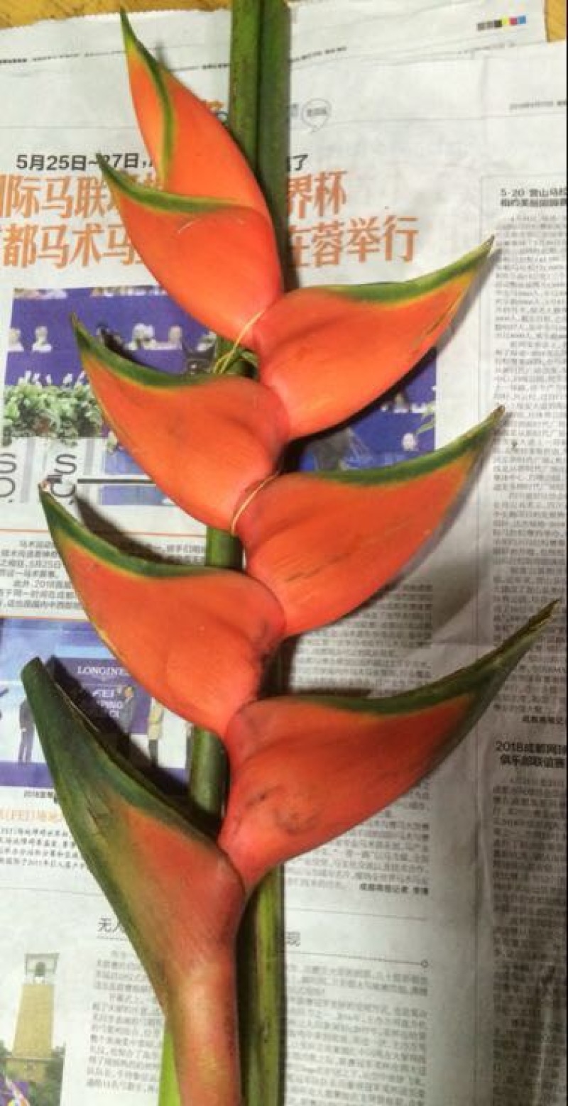 广州岭南花卉批发市场