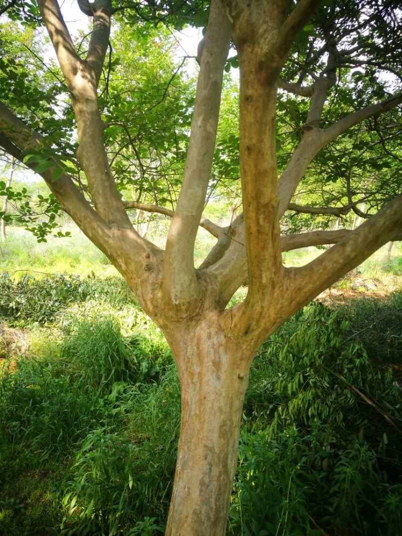 紫薇树
