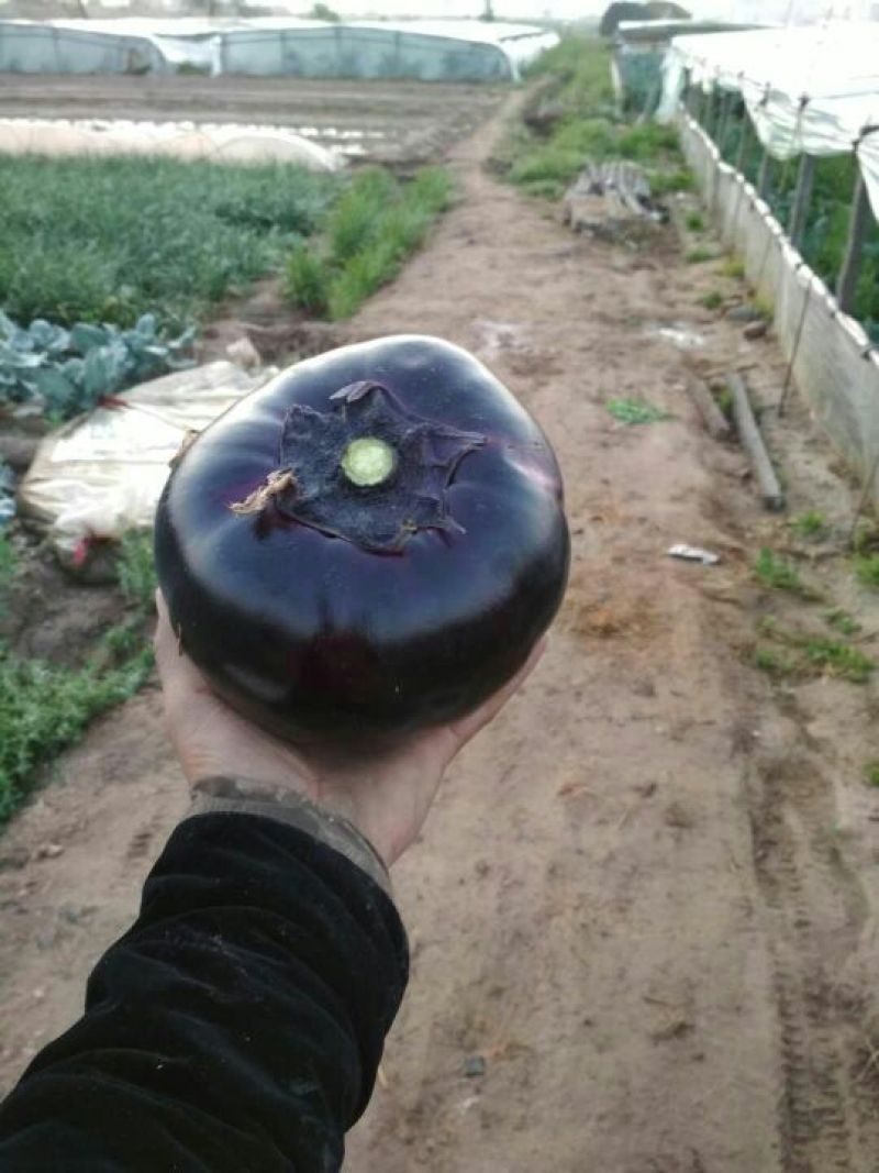 紫光圆茄4两以上特级货，包装优质