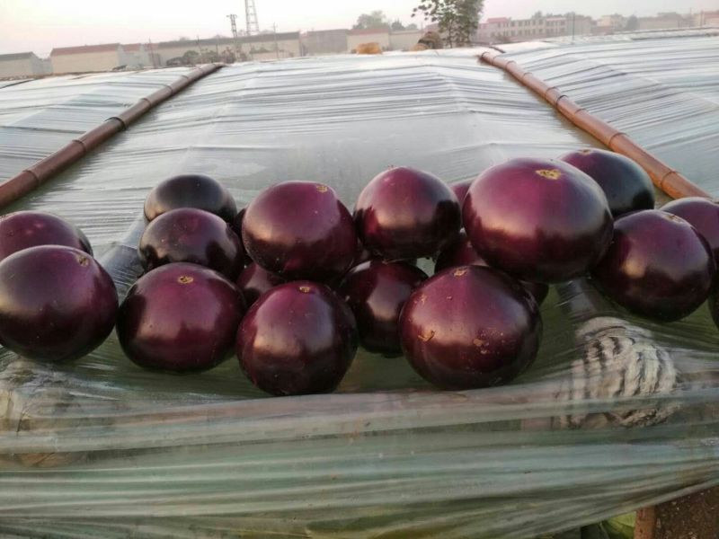 紫光圆茄4两以上特级货，包装优质