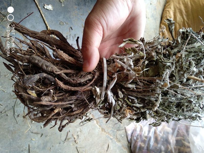 翻白草野生全棵正品血糖的克星假一赔十零售批发不满意可退