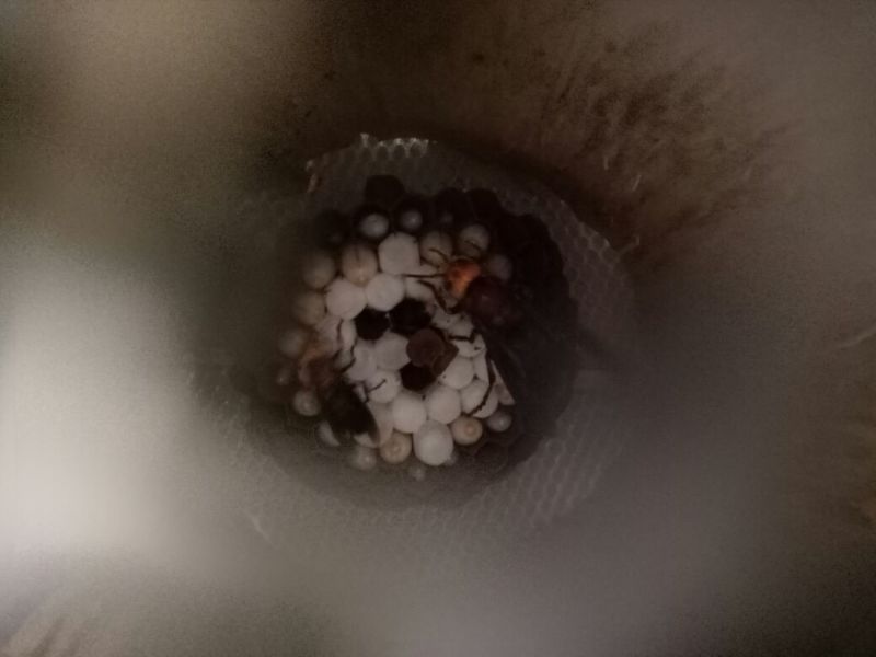 胡蜂平箱装