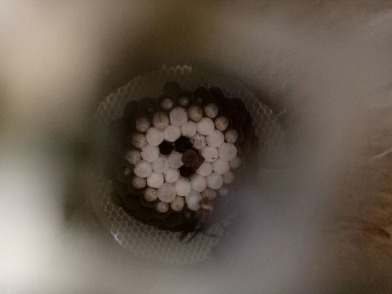 胡蜂平箱装