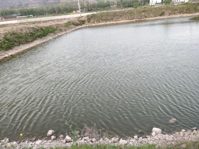 鲤鱼1~2公斤