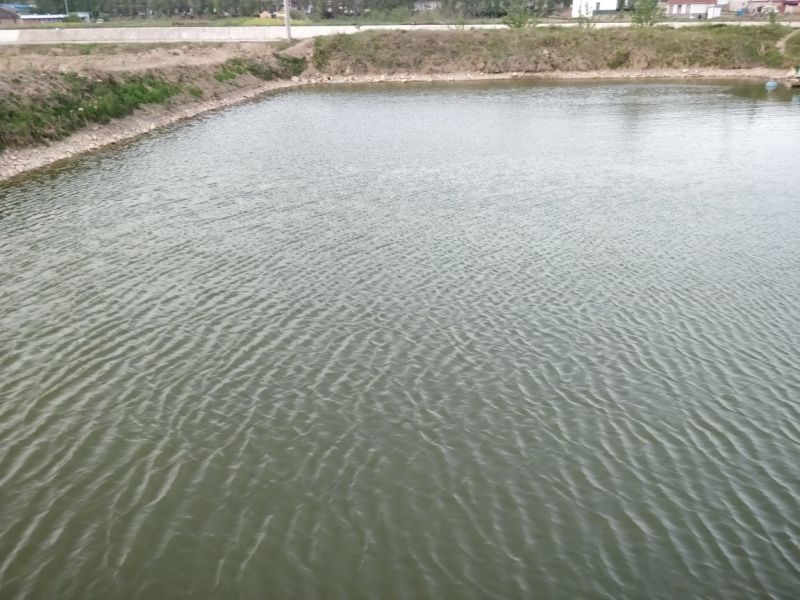 鲤鱼1~2公斤