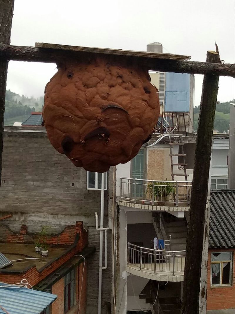 胡蜂平箱装