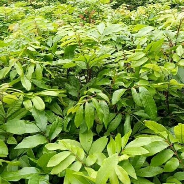 龙眼树苗石硖龙眼苗50-80cm嫁接苗果肉脆甜