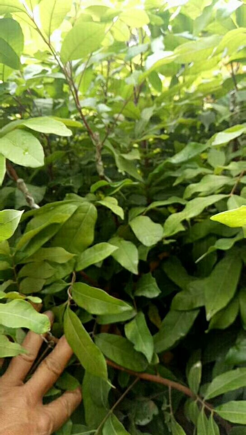 龙眼树苗石硖龙眼苗50-80cm嫁接苗果肉脆甜
