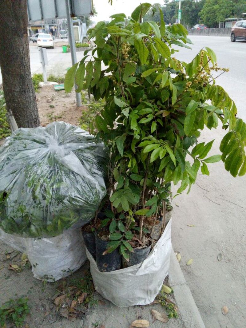 龙眼树苗石硖龙眼苗50-80cm嫁接苗果肉脆甜