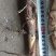 水葱50~60cm