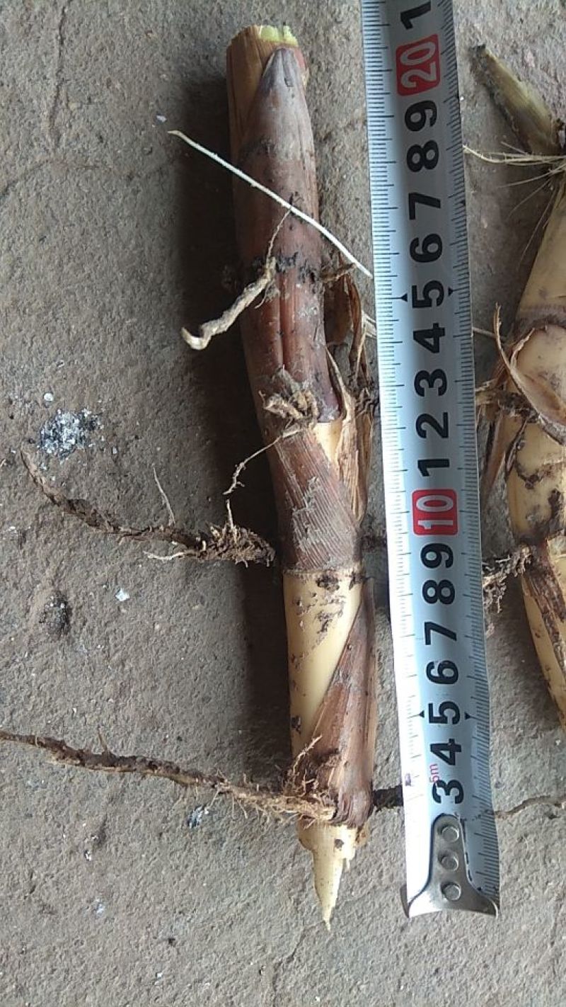 水葱50~60cm