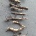 水葱50~60cm