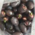 荷花20~30cm