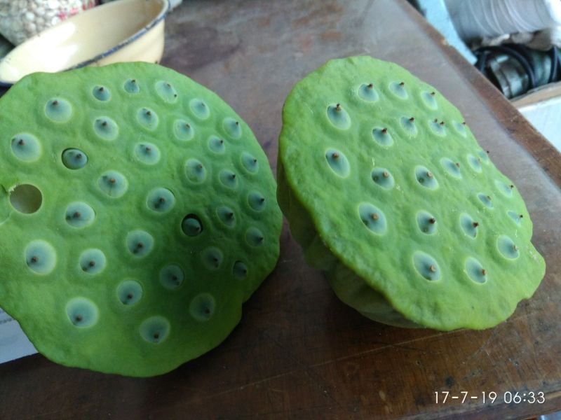 荷花20~30cm