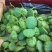 荷花20~30cm
