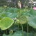 荷花20~30cm
