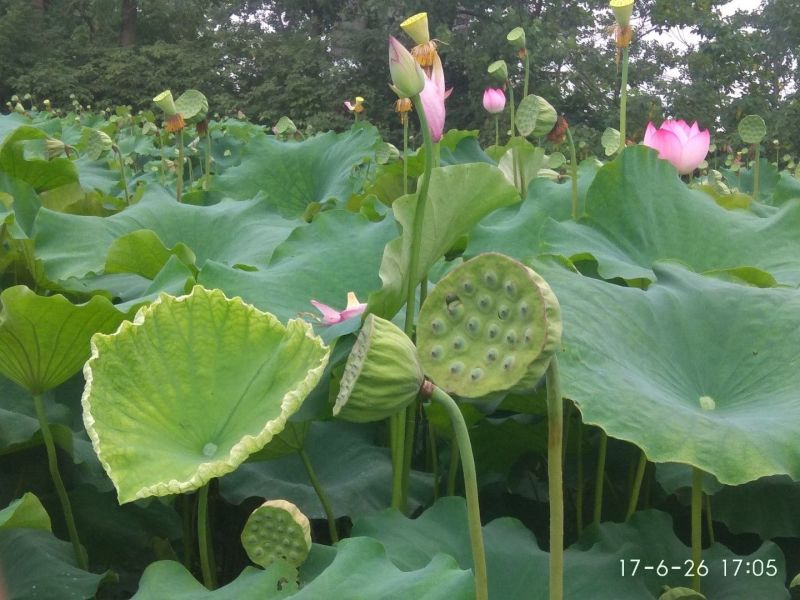 荷花20~30cm
