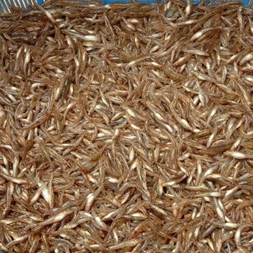 山根鱼大量供应
