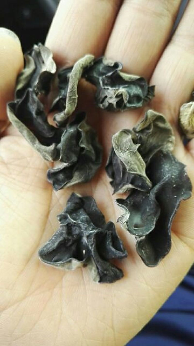 光面黑木耳，现库存好货，欢迎客户咨询，