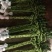 香花园鲜花批发富贵竹10cm以上