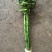 香花园鲜花批发富贵竹10cm以上