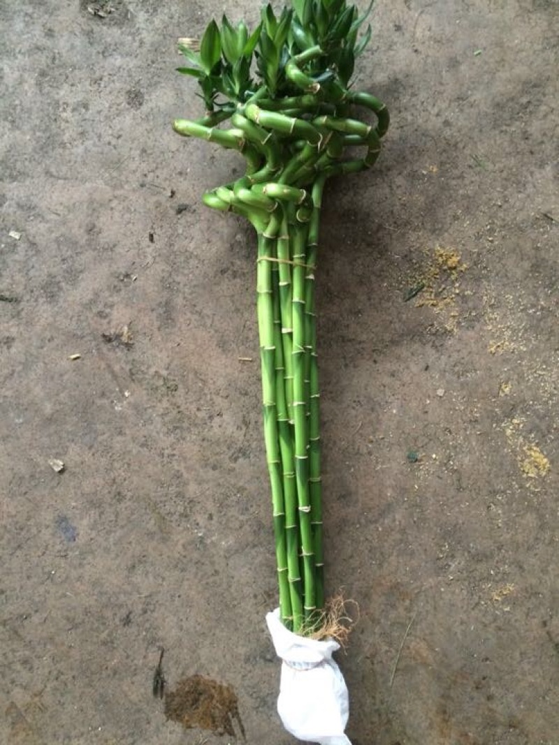 香花园鲜花批发富贵竹10cm以上