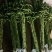 香花园鲜花批发富贵竹10cm以上