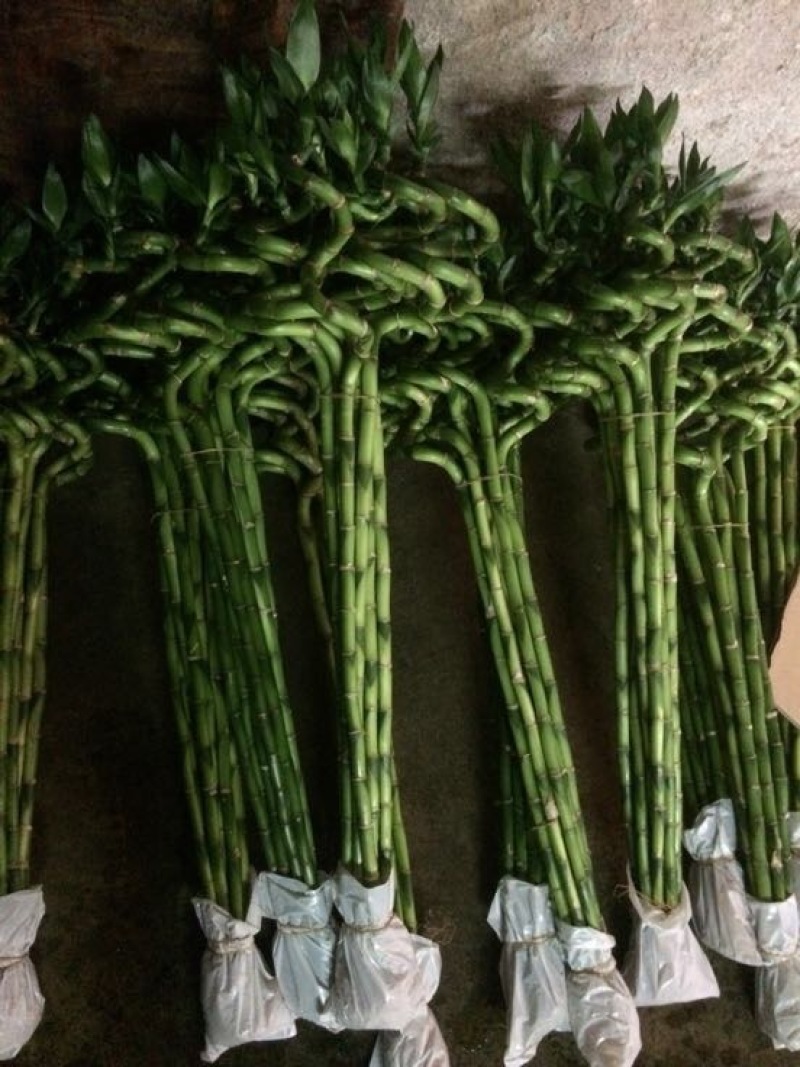 香花园鲜花批发富贵竹10cm以上