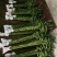 香花园鲜花批发富贵竹10cm以上