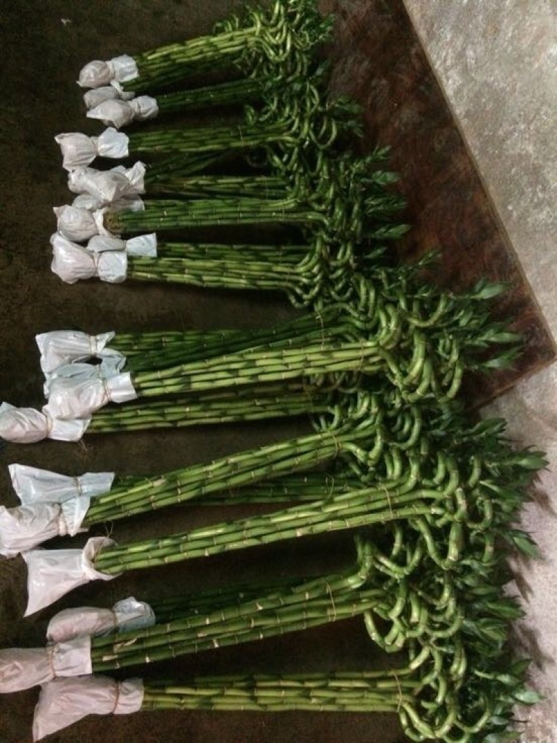 香花园鲜花批发富贵竹10cm以上