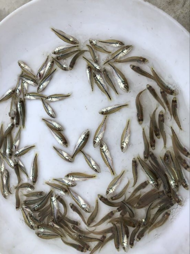 优鲈1号