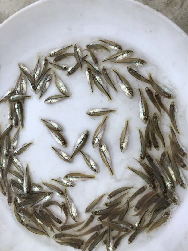 优鲈1号