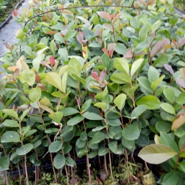 软枝油茶苗10~29cm