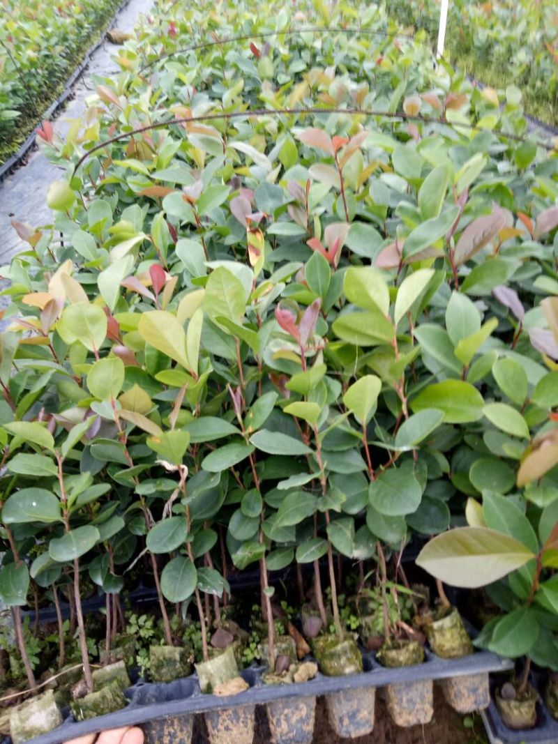 软枝油茶苗10~29cm