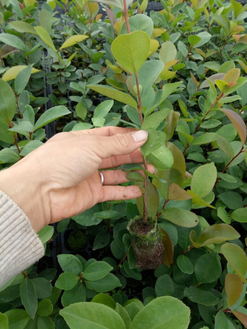 软枝油茶苗10~29cm