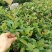 软枝油茶苗10~29cm