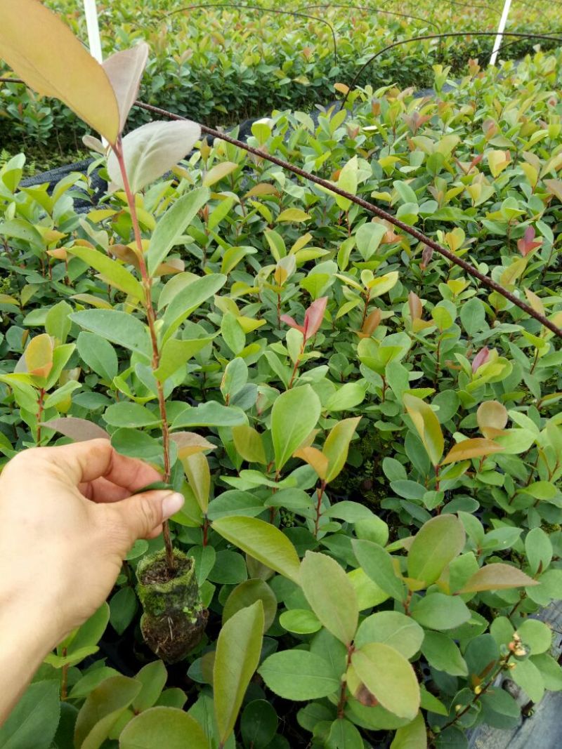软枝油茶苗10~29cm