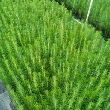 松树30~50cm