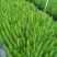 松树30~50cm