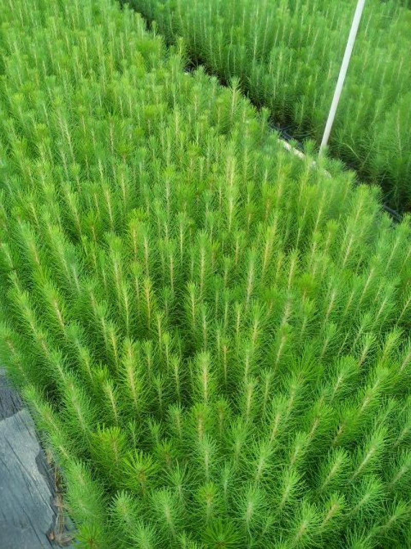 松树30~50cm